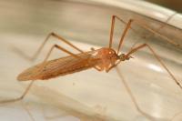 Phylidorea ferruginea