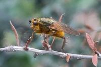 Scathophaga stercoraria