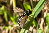 Philhelius citrofasciatus