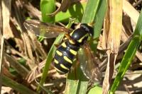 Philhelius citrofasciatus