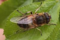Eristalis similis