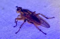 Scathophaga stercoraria