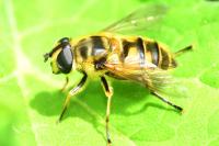 Myathropa florea