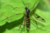 Ptychoptera contaminata