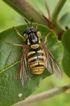 Chrysotoxum