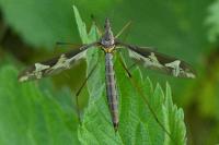Tipula maxima