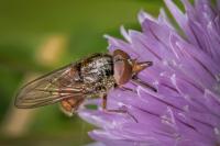Rhingia campestris