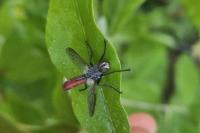 Cylindromyia bicolor