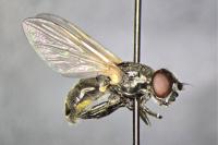 Cheilosia impressa