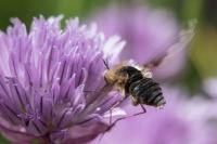 Bombylius major