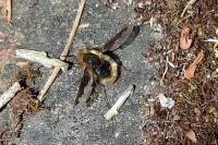 Bombylius major