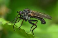 Empis tessellata