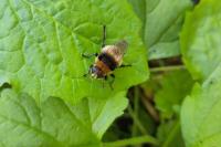 Merodon equestris