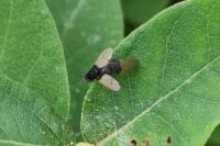 Minettia longipennis