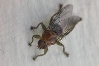 Ornithomya avicularia