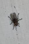 Ornithomya avicularia
