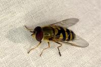 Syrphus