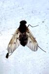 Chrysopilus