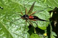 Tanyptera atrata
