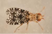 Trypetoptera punctulata
