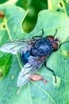 Calliphora vicina