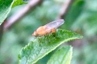 Sapromyzosoma quadripunctata