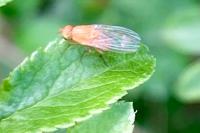 Sapromyzosoma quadripunctata