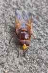 Volucella zonaria