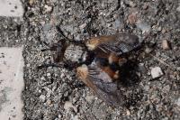 Tachina fera/magnicornis
