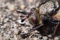 Tachina fera/magnicornis