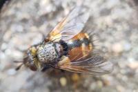 Tachina fera/magnicornis
