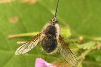 Bombylius cinerascens