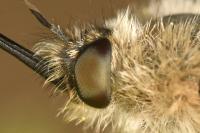Bombylius cinerascens