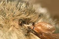 Bombylius cinerascens