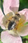 Eristalis tenax