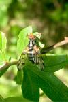 Otites porcus