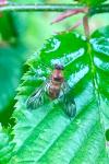 Chrysopilus laetus