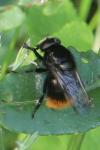 Volucella bombylans