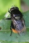 Volucella bombylans