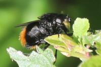 Volucella bombylans