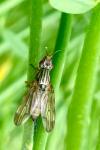Dorycera graminum