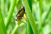 Dorycera graminum