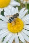 Eristalis arbustorum