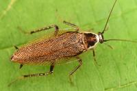 Ectobius lucidus