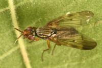 Dorycera graminum