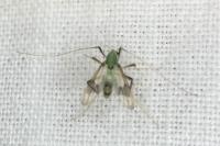 Stenochironomus