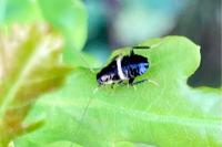 Planuncus vinzi