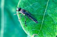 Dioctria hyalipennis