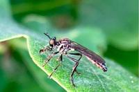 Dioctria hyalipennis