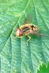 Parhelophilus